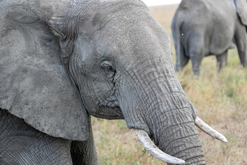 タンザニア・セレンゲティ国立公園で見かけた、食事をするアフリカゾウの横顔
