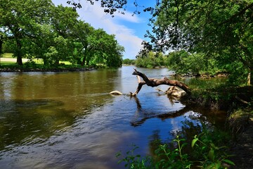 A downed tree has fallen into the Fox River near Rochester Wisconsin.  The sky in the background is...