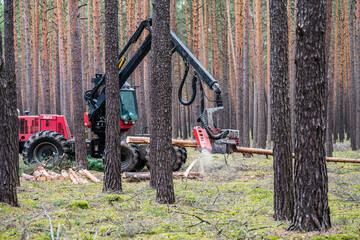 The forest harvester is working in a pine forest, sawing the trees. 