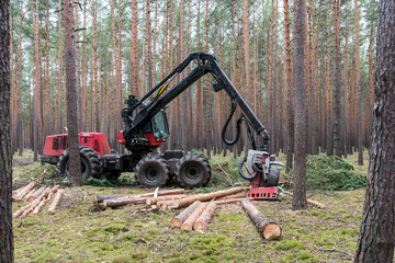 The forest harvester is working in a pine forest, sawing the trees. 