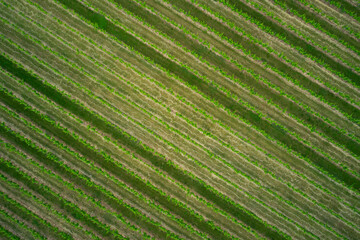 Aerial view, green grape plantation in the north of Italy. Stripes of grapes.