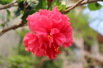 Red Hibiscus flower grown in India.