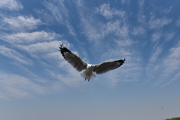 close-up of an attacking seagull flapping its wings against a cloudy blue sky