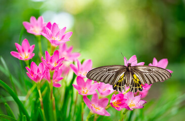 Beautiful butterflies resting on pink flowers.