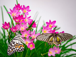 Beautiful butterflies resting on pink flowers.
