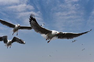 several flying gulls on a background of cloudy blue sky. colose-up seagulls view