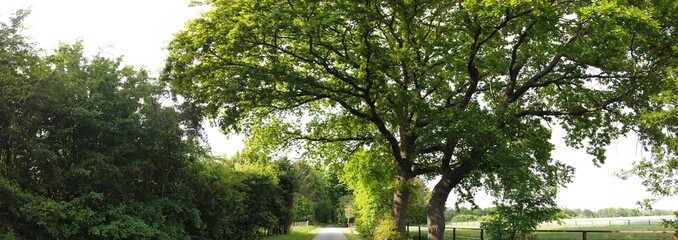 panoramic Environment freshness at village with clouds and natural elements around
