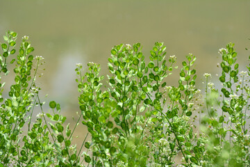 Thlaspi arvense grows in nature