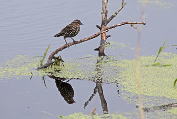Female Red-winged Blackbird