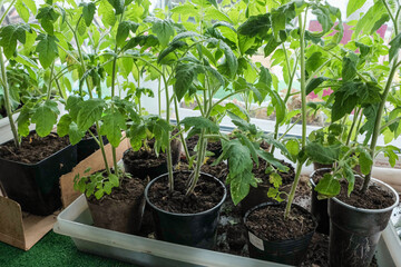 seedlings in peat pots.Baby plants seeding, black hole trays for agricultural seedlings.The spring planting. Early seedling , grown from seeds in boxes at home on the windowsill
