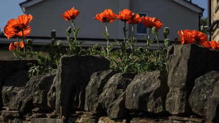 One of the most recognisable flowers in the world because of their association with the First World War, poppies provide a splash of colour on a stone wall