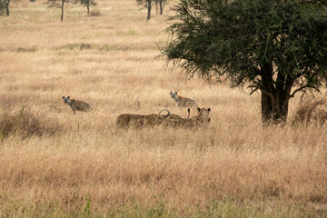 Naklejka na ściany i meble タンザニア・セレンゲティ国立公園の草原ですれ違う、ブチハイエナとライオンの群れ