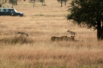 Obraz na płótnie Canvas タンザニア・セレンゲティ国立公園の草原ですれ違う、ブチハイエナとライオンの群れ