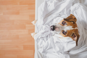 Head of a pitbull dog in white blanket on a bed in a bedroom. Beautiful staffordshire terrier in...