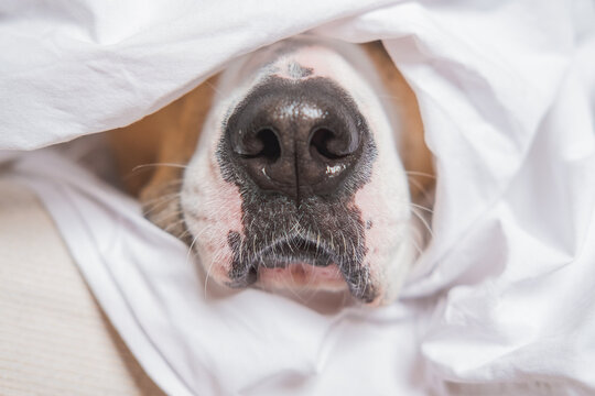 Close-up image of a dog mouth in white bed. Dog's nose sticks out of blankets, sleep in and being lazy concept