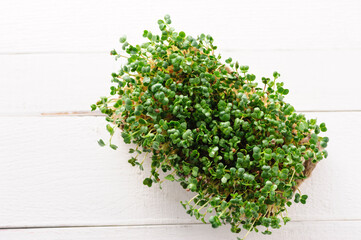 green young sprouts of microgreen radish grown at home on a linen rug, home micro farm