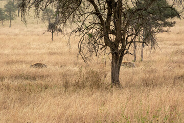 タンザニア・セレンゲティ国立公園の草原で、遠くにいた2頭のブチハイエナ