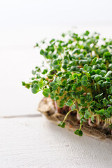 green young sprouts of microgreen radish grown at home on a linen rug, home micro farm