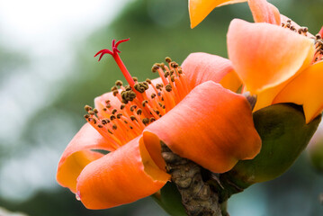 Bombax ceiba flowers isolated in a natural background