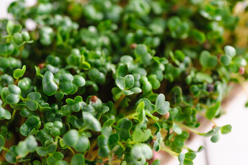 green young sprouts of microgreen radish grown at home on a linen rug, home micro farm