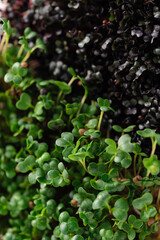 green young sprouts of microgreen radish and red cabbage grown at home on a linen rug, home micro farm