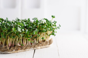green young sprouts of microgreen radish grown at home on a linen rug, home micro farm
