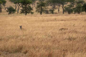 Obraz na płótnie Canvas タンザニア・セレンゲティ国立公園の草原で、遠くに見える2頭のブチハイエナ