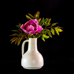 Tree peony (Lan He /Paeonia suffruticosa rockii) in a white vase on black