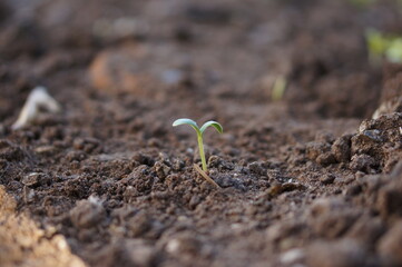 Closeup seedling are growing out from soil.