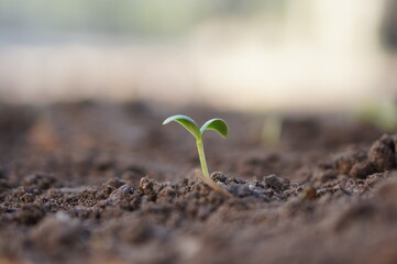 Closeup seedling are growing out from soil.