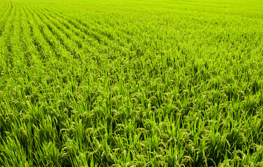 Obraz premium Rice crop soon to be harvest in the paddy field of Taiwan.