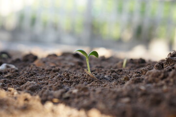 Closeup seedling are growing out from soil.