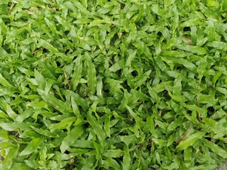 close up of green leaves