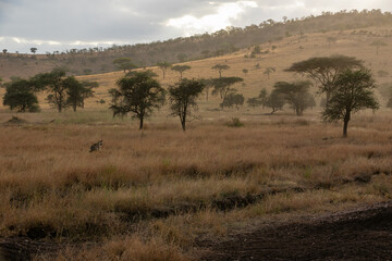 Fototapeta na wymiar タンザニア・セレンゲティ国立公園で見かけた、セグロジャッカルを追いかけるブチハイエナ