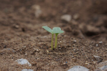 Closeup seedling are growing out from soil.