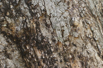 bark of a tree
