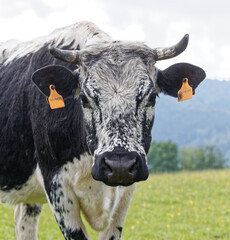 Vache de race Vosgienne.