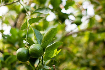 Closeup Green lemon with green background.Lemon use to cook Asian food.