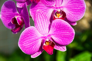Fototapeta na wymiar Close-up of pink orchid flowers in the garden