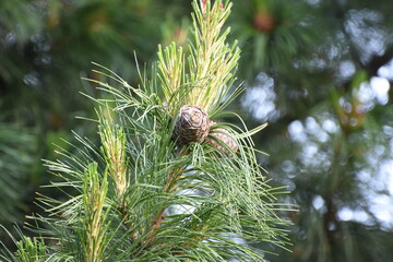 young sprout on a pine branch