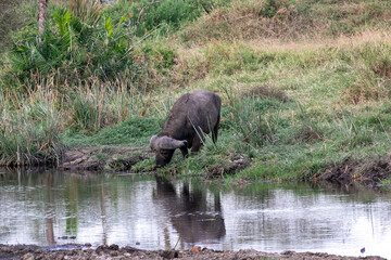 タンザニア・セレンゲティ国立公園で見た、水を飲むバッファロー