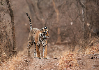 Tiger, Noor cub in the morning, Ranthambore Tiger Reserve