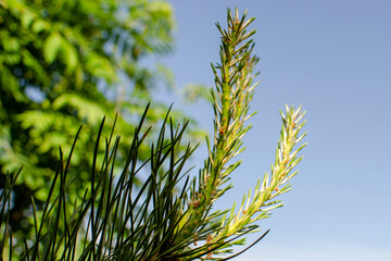 young sprout on a pine branch