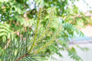 Naklejka premium young sprout on a pine branch