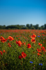 Schöne rote Mohnblumen auf Feld