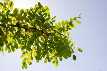 young sprout on a green tree branch