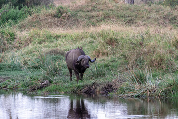 タンザニア・セレンゲティ国立公園の水辺で見かけたバッファロー