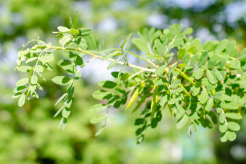 young sprout on a green tree branch