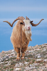 Portrait of wild goat on a mountainside in the daytime on a blue background.