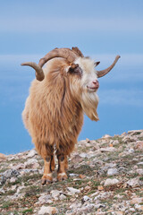 Portrait of wild goat.
Portrait of wild goat on a mountainside in the daytime on a blue background.